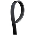 Cinghia Di Comando IVECO Originale OE 504388054